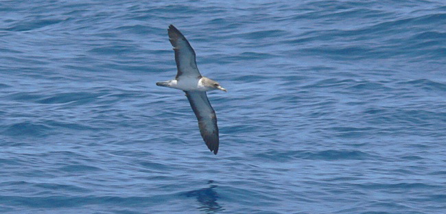 files/tigersnail/content/images/10-11-19_Corys Shearwater2_MTodd.jpg